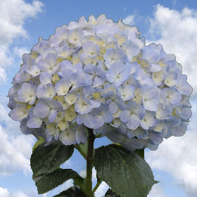 Wholesale Flowers